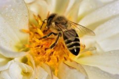 Volksbegehren "Retten die Bienen" 2019 Bild von Pixabay